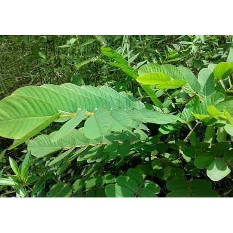 Daun Ketepeng - Asli segar
