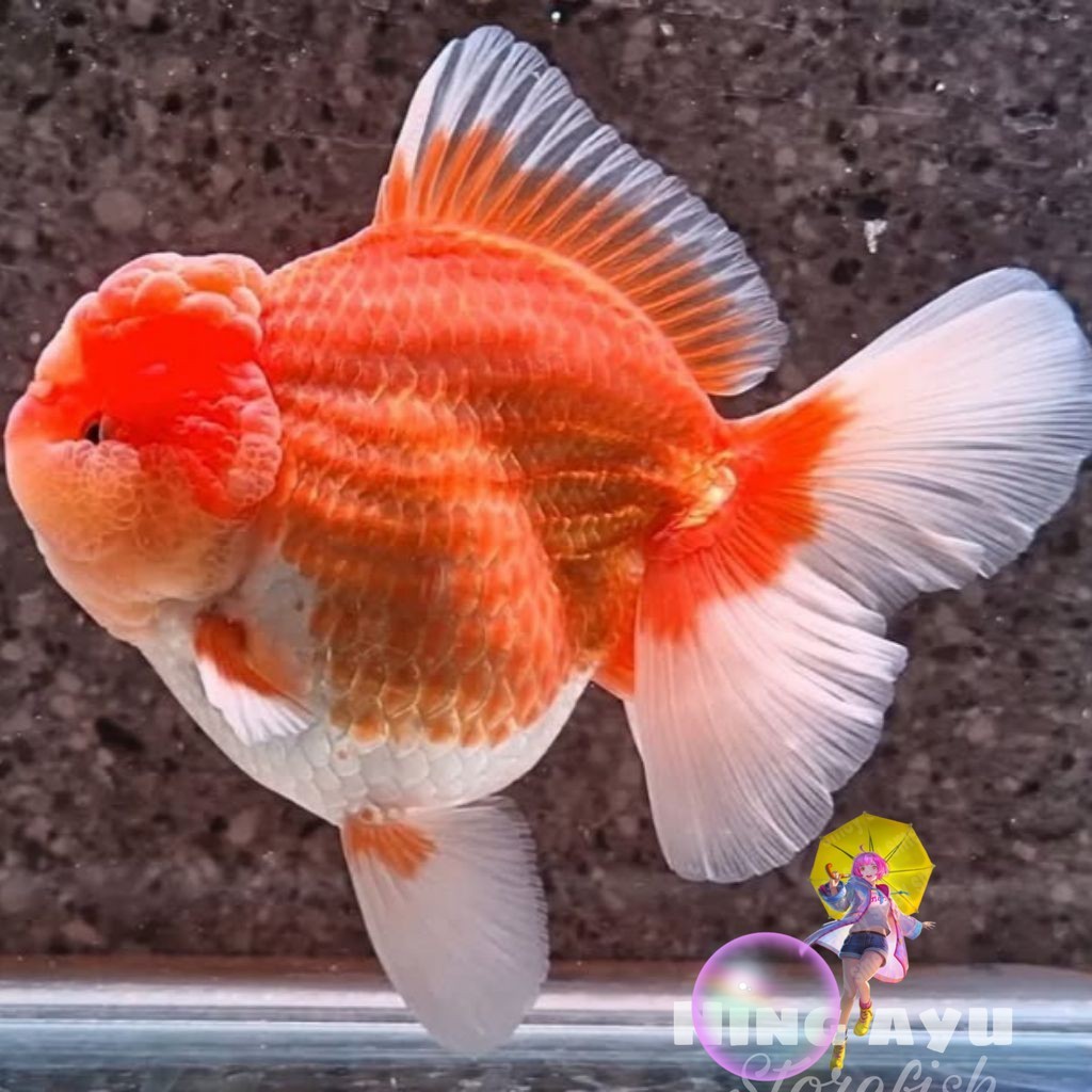 Baby Koki Oranda Redwhite Comel isi 3