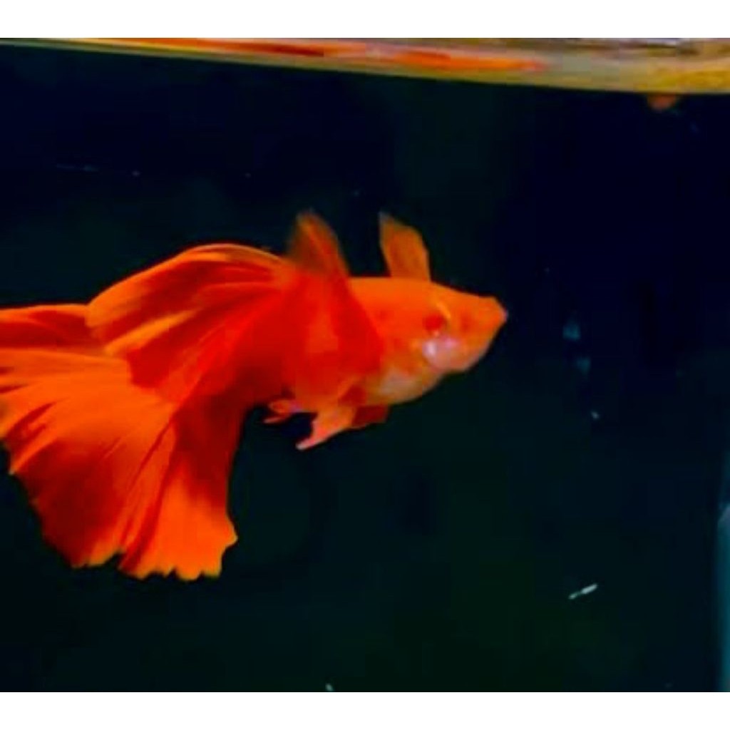 AKSESORIS AQUARIUM SEPASANG GUPPY AFR RED EAR