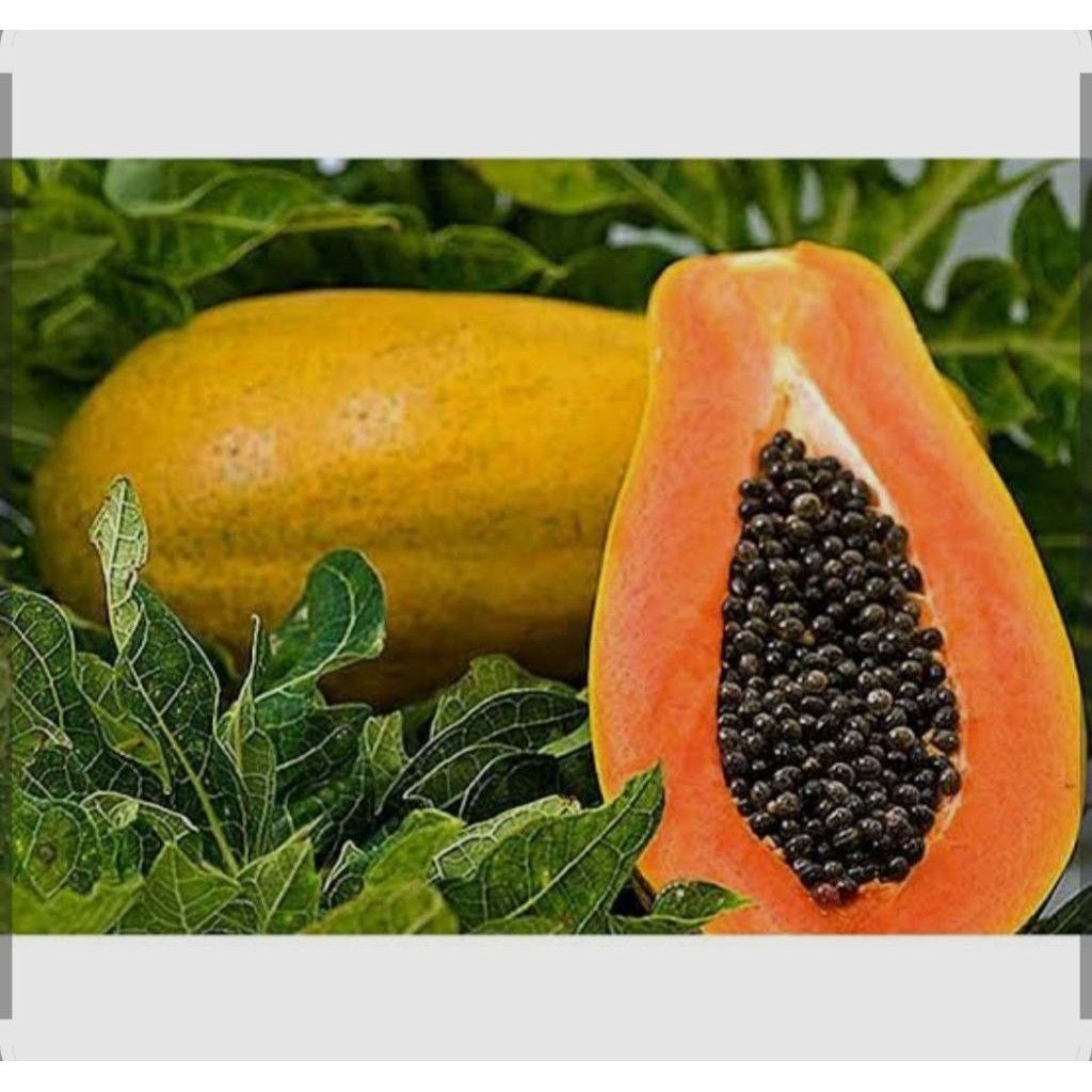 TERMURAH bibit pepaya Taiwan siap tanam