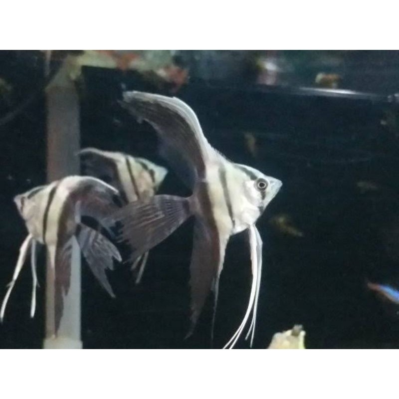 Manfish BW Slayer ukuran sedang prekor