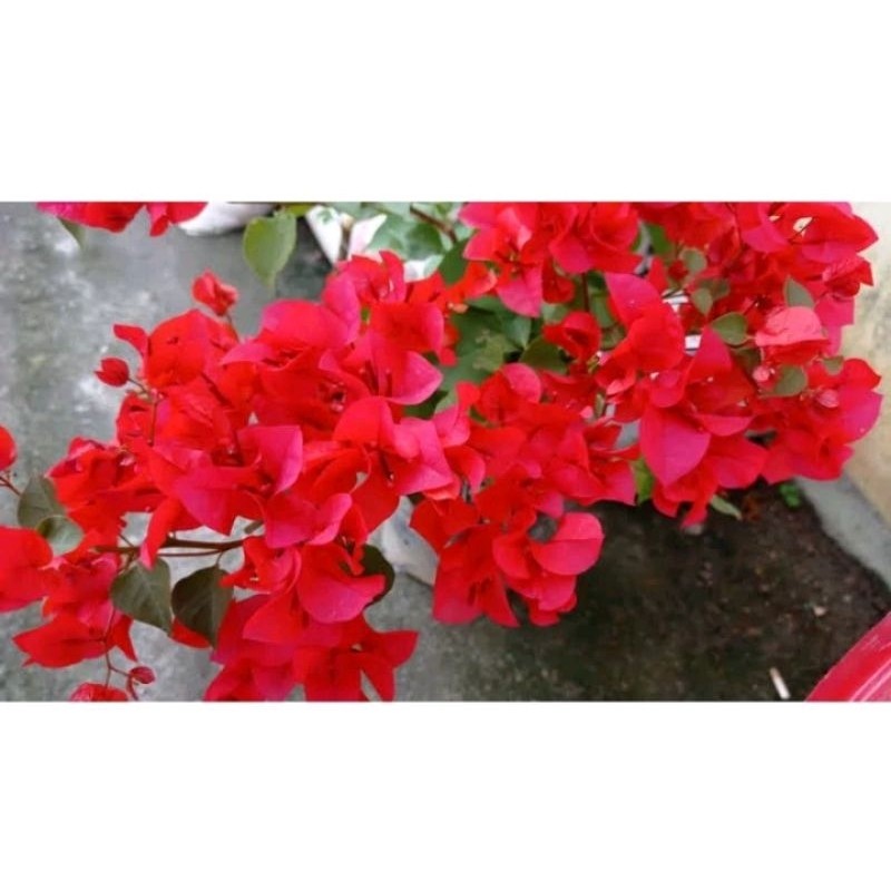 Bougenville Merah Mega Ori Dewasa Original Terbaik