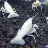 HIASAN lobster hias air tawar lobster hias warna putih lobster aquascape TERBARU