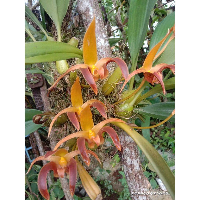 Baru anggrek bulbo lobii murah