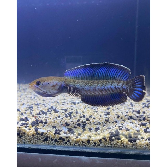 C.O.D,C.H.A.N.N.A.A.ANDRAO GONDRONG,SORTIRAN TERBAIK,ANDRAO SPEK KONTES,BERGARANSI CANA 100%,MURAH,A