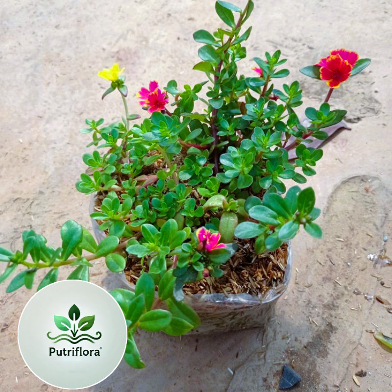 NEW Tanaman Hias Krokot, Bunga Hias Krokot, krokot Warna