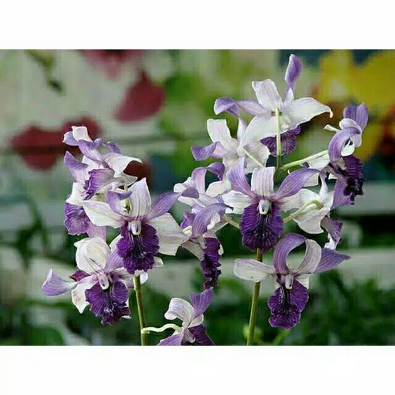 Anggrek Dendrobium Indonesia Raya Blue