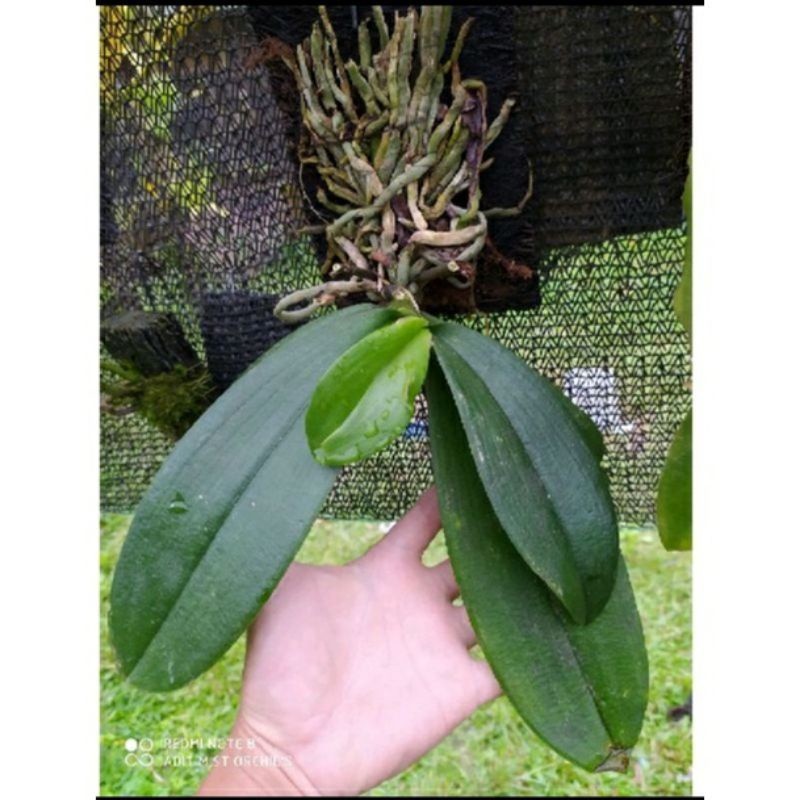 Anggrek Bulan Jumbo Amabilis Spike Anggrek Bulan Bunga Putih Tanaman Hias anggrek bulan