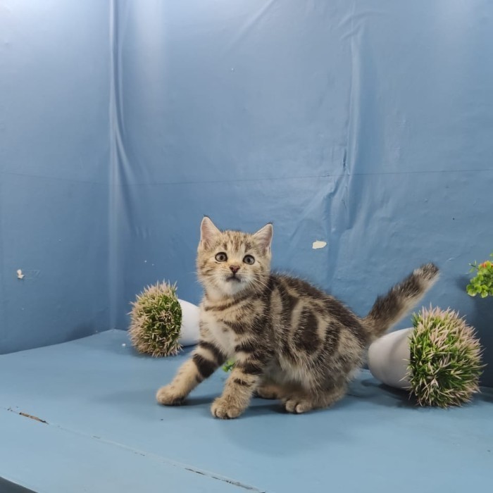 Murah kucing kitten american shorthair Non COD