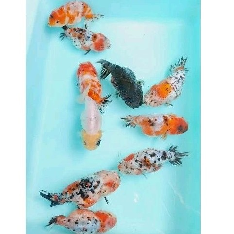 rancu sapi / rancu kaliko calico / ikan mas koki ranchu sapi