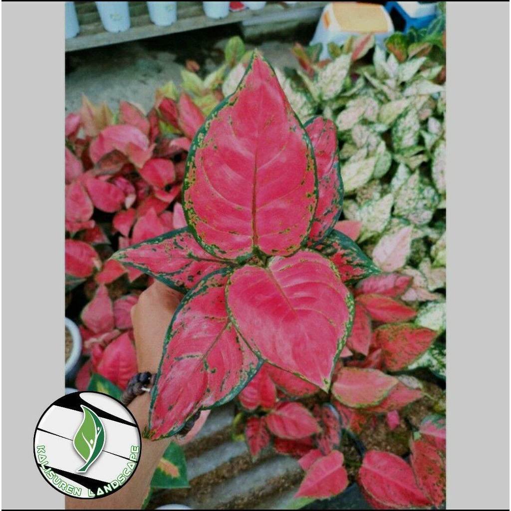 Aglonema Red Anjamani anakan / bibit anakan aglonema red anjamani murah