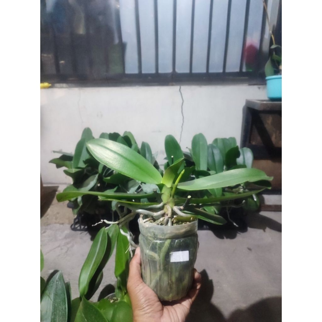 Anggrek Bulan Dewasa Premium Spike