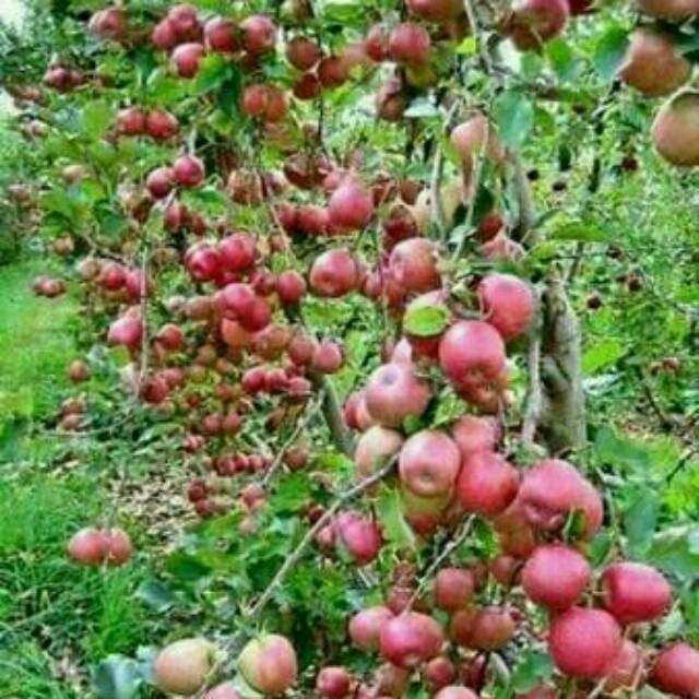 COD BIBIT APEL MALANG MURAH