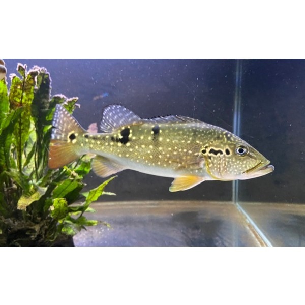 Pbass Pinima 3-5cm - Peacockbass Pinima Terlaris Realsize