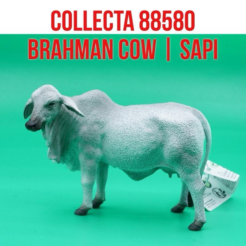 Collecta 88580 Brahman Cow Sapi Betina Brahma Bos Indicus India Bos Taurus | Mainan Figure Binatang 