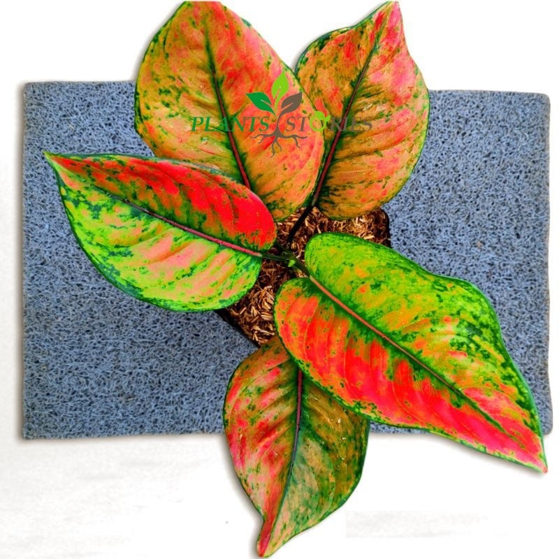 Aglonema Heng-Heng, Tanaman Hias Aglonema Heng-Heng