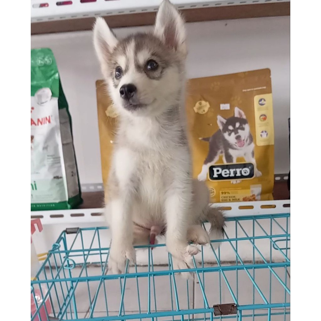 Husky/siberian_husky