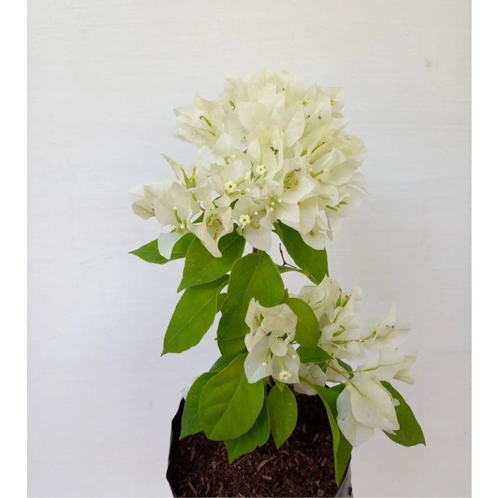 Tanaman hias bougenville putih tissue - bougenville bunga putih