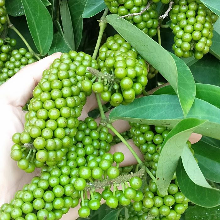 Bibit Kemukus Hibrida Bibit Super Benih Kemukus Sudah Tumbuh 5-10 cm