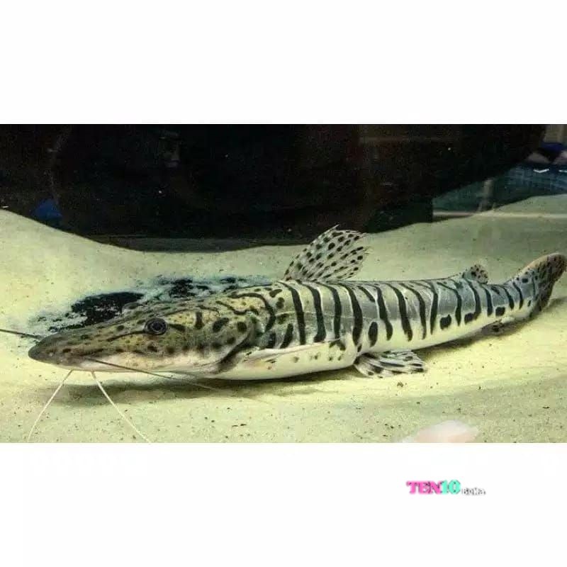 ikan tsn Tiger catfish 9-12 cm ketfis