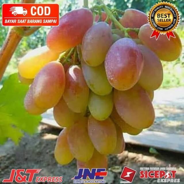 BIBIT ANGGUR IMPORT DIXON (bibit anggur stek/grafting)