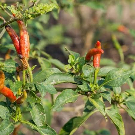 promo Obat Organik Pembasmi Hama Tanaman Cabe Obat Anti Pathek Cabe