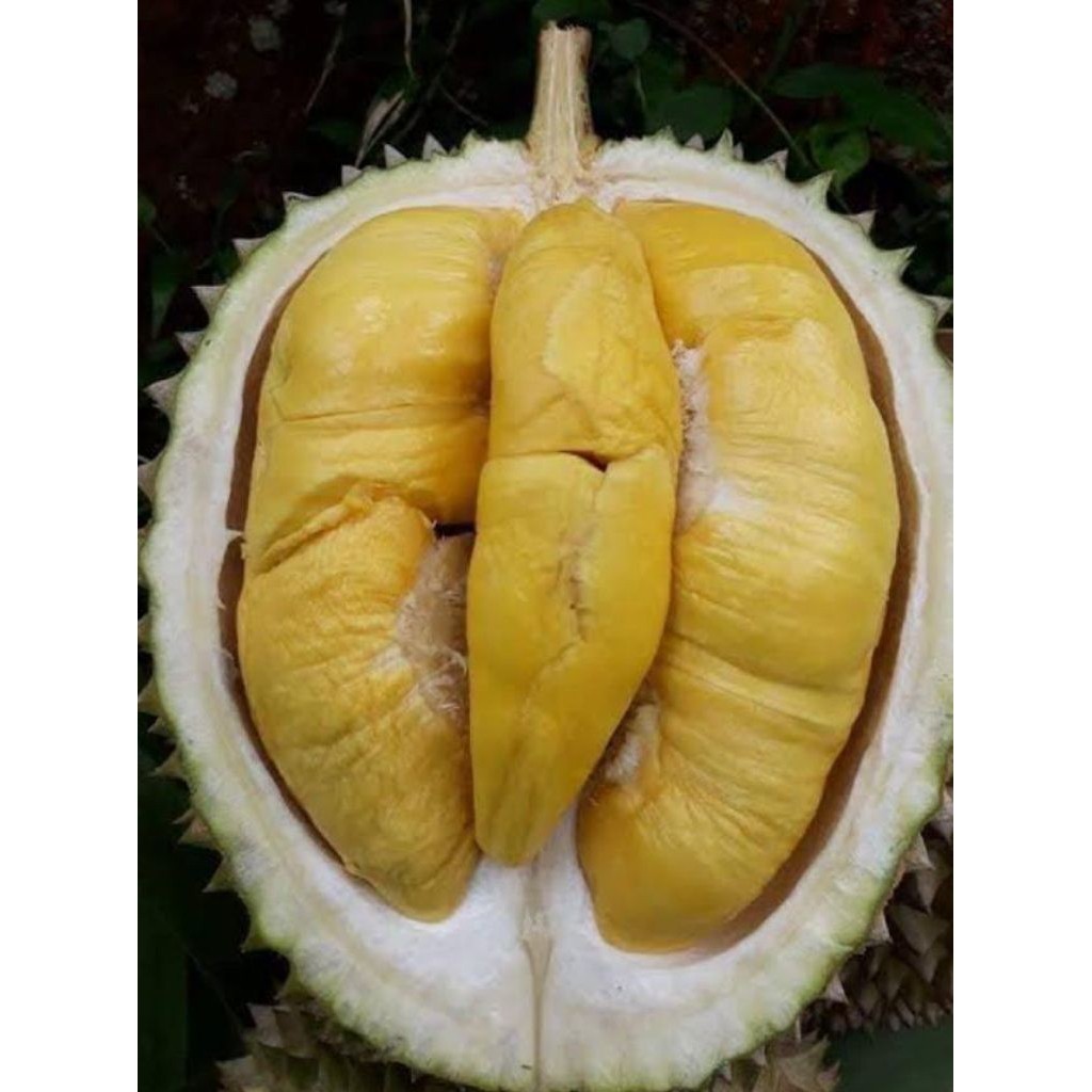 DURIAN MONTONG KUPAS BAWOR 500GRAM