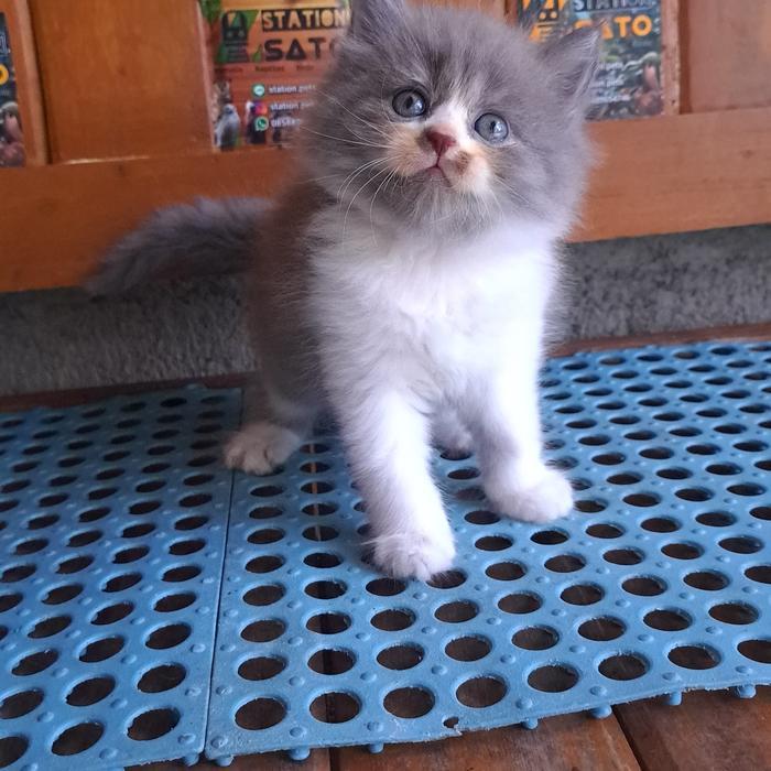 Kitten Persia Medium Abu Putih Longhair
