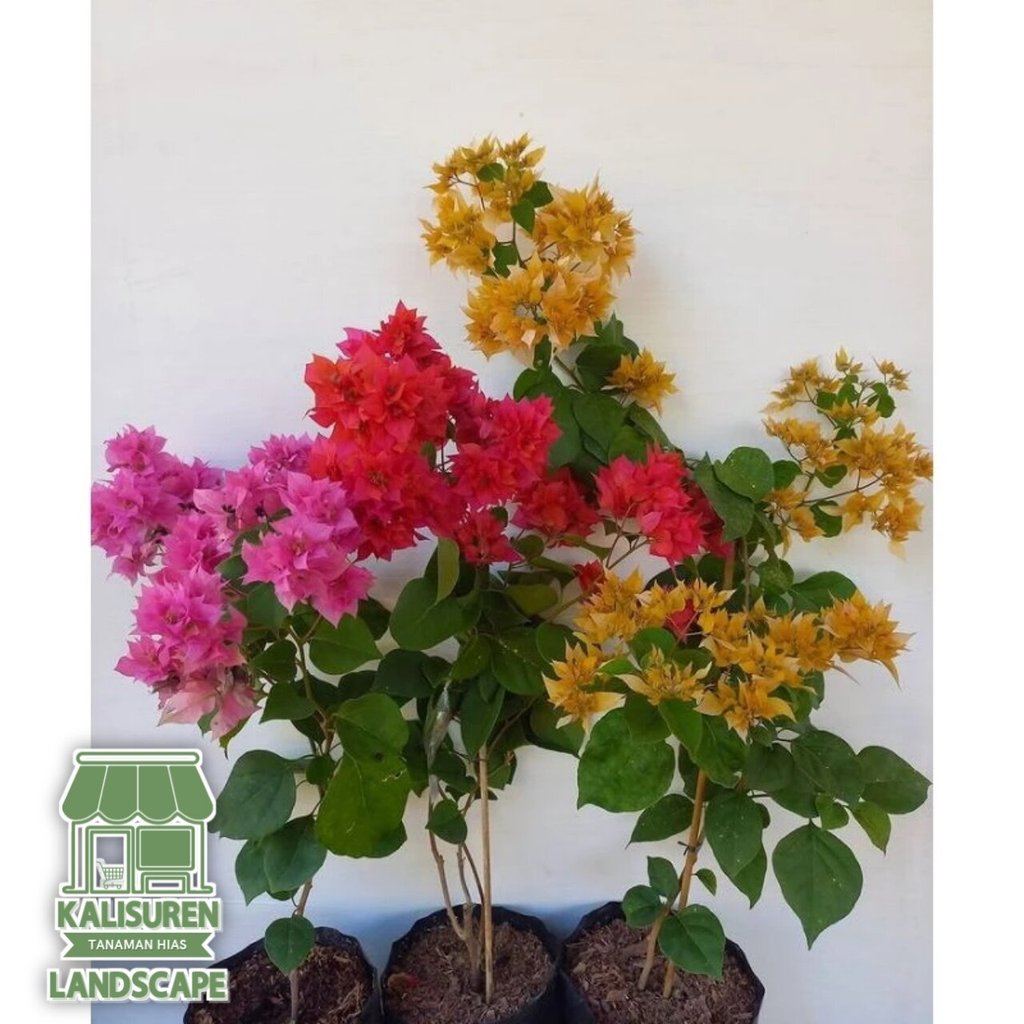 Paket 3 Bugenvil hawai ( merah kuning pink )