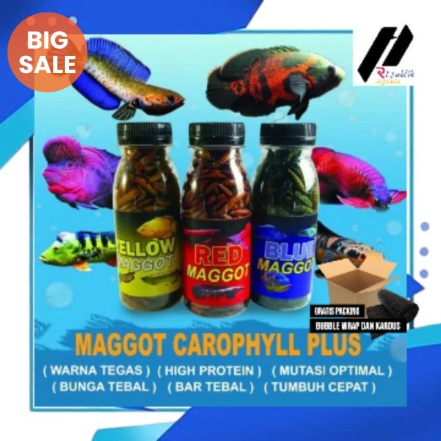 Maggot kering carophyll blue yellow red / maggot kering/maggot/maggot carophyll
