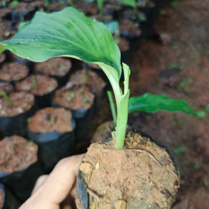 Bibit Kunyit Putih (Curcuma Zedoaria) Tanaman Herbal Langka Kaya Manfaat Beli sekarang gratis polyba