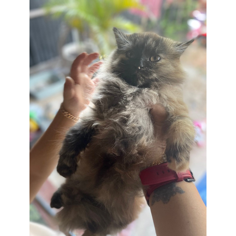 kucing persia mix himalaya