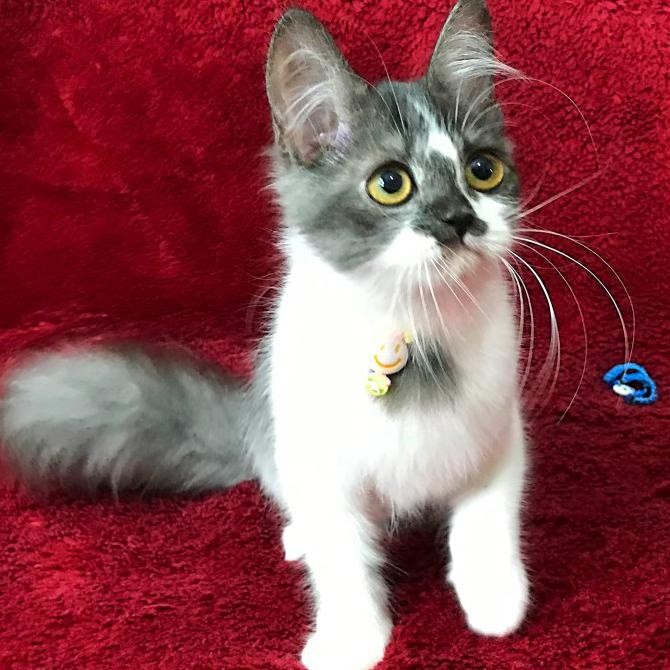 PROMO  KUCING PERSIA ANGGORA