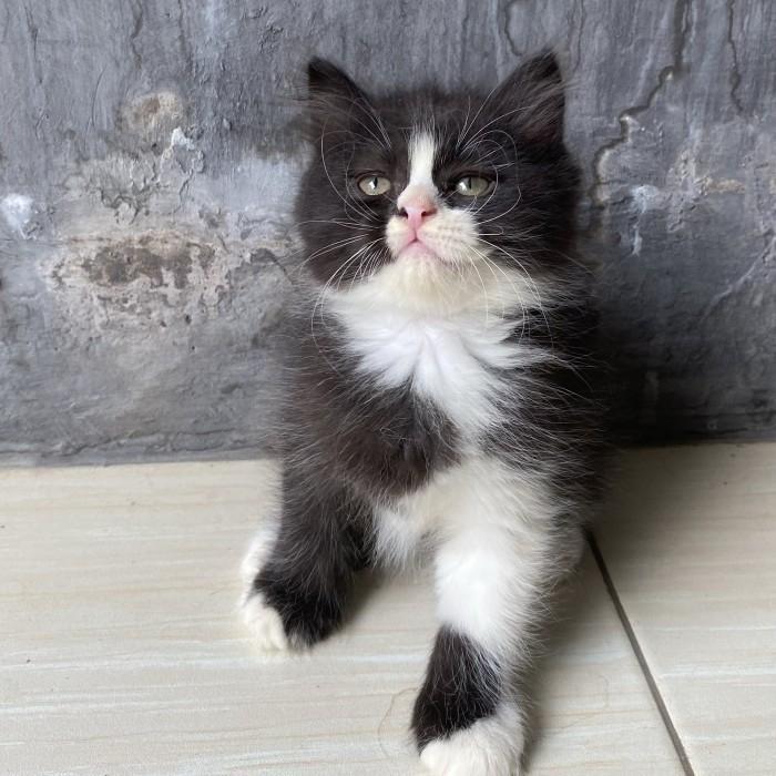 Lepas adopsi Kucing Ras Persia + Tas Kucing