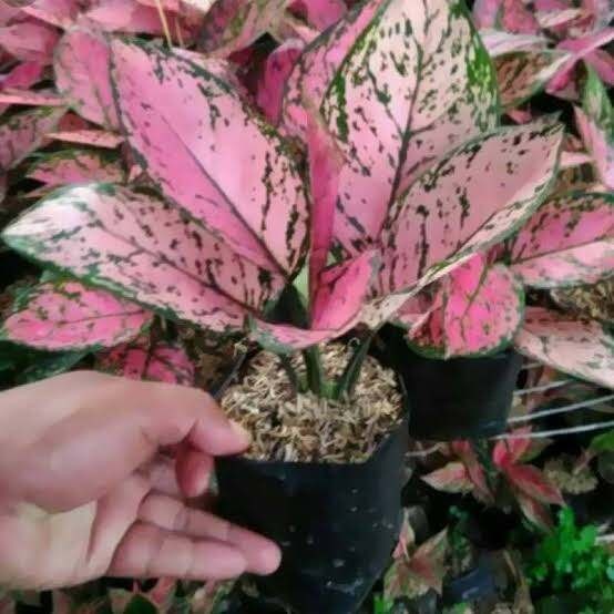 Aglonema lady valentine dewasa aglonema murah promo