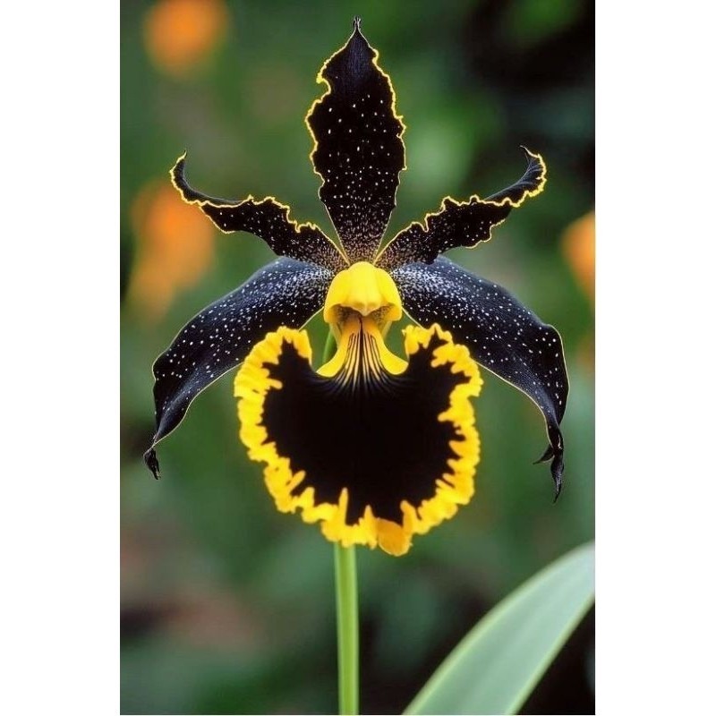 tanaman hias anggrek dendrobium black yellow // anggrek dendrobium anggrek