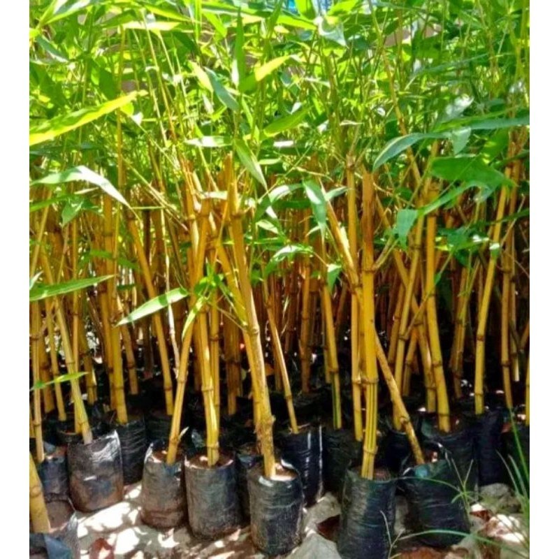 Bibit Bambu Kuning / Ampel Kuning Siap Tanam / Tanaman Hias Bambu Kuning