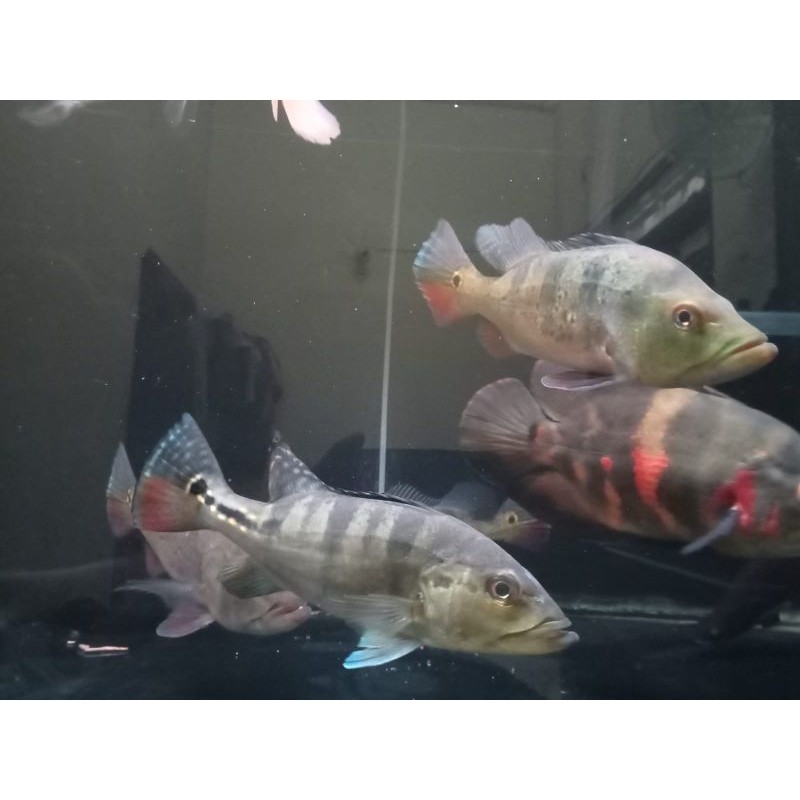 Peacock Bass Azul Ukuran 8-10cm Sehat pibas