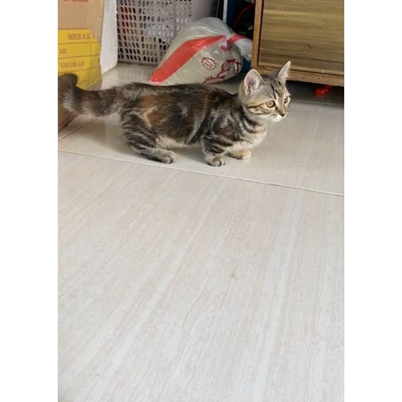 kucing muchkin golden taby