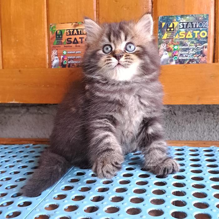 Kitten Persia Medium Hitam