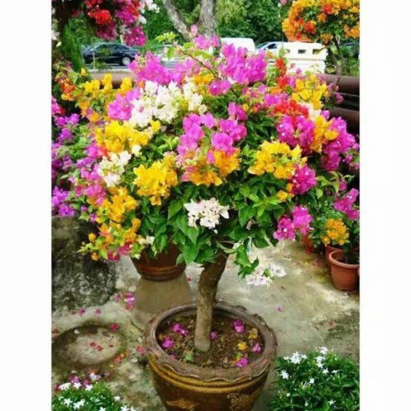 ""  [ Tanaman Hias Bougenville 3 Warna ] .