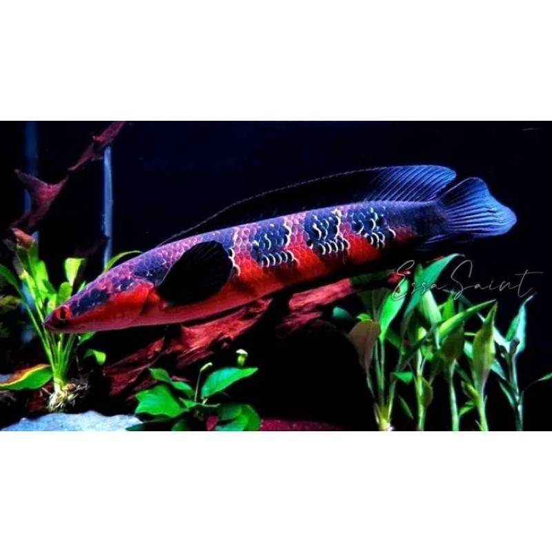 Red Baritoh Baby Ajib Ukuran 6-9cm Usia  bagus buat kamar