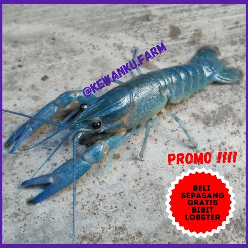 TERLARIS Indukan Lobster Air Tawar Konsumsi Red Claw Grade A Sepasang HIASAN BAGUS