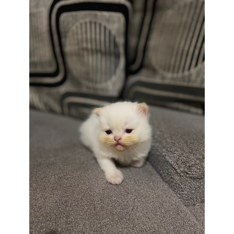 Kitten persia himalaya