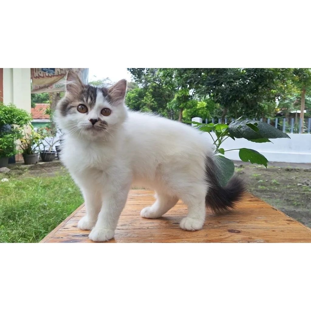 KUCING PERSIA MEDIUM BETINA 3 BULAN BICOLOR BLACK
