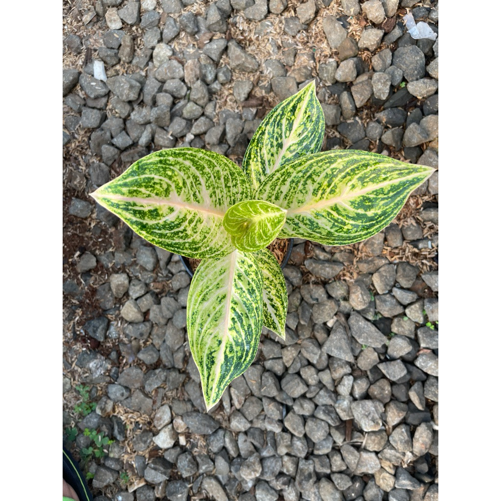 Aglonema Widuri Putih Tanian Lokal