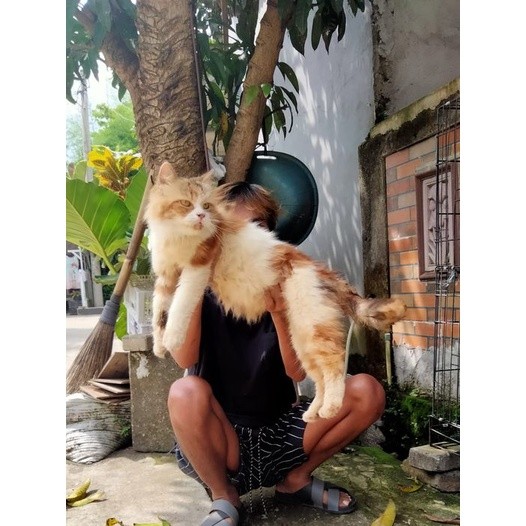 kucing persia norwegia bigbon