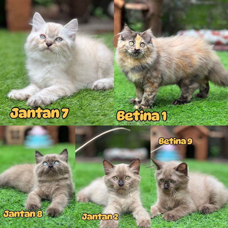 Kucing Persia Himalaya Ragdoll Peaknose British shorthair Mainecoon sphinx bengal