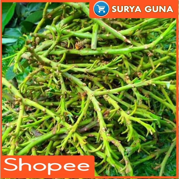 NSG Entres Alpukat Aligator