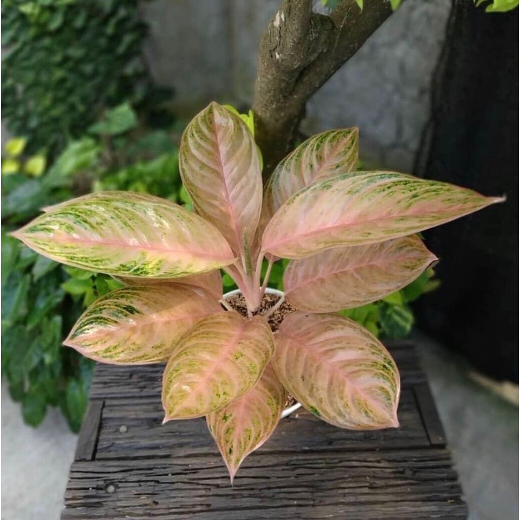 Promo bibit bonggol Aglonema Obama Mutasi / Aglaonema Obama Koleksi Rare Item